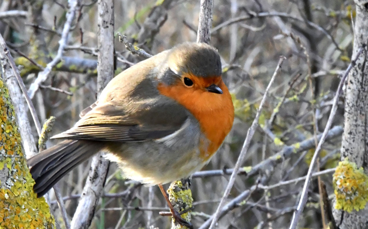 Rouge-gorge familier